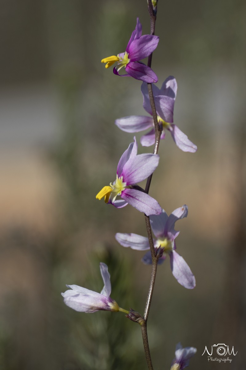 Ixia scillaris subsp. lata photo 3