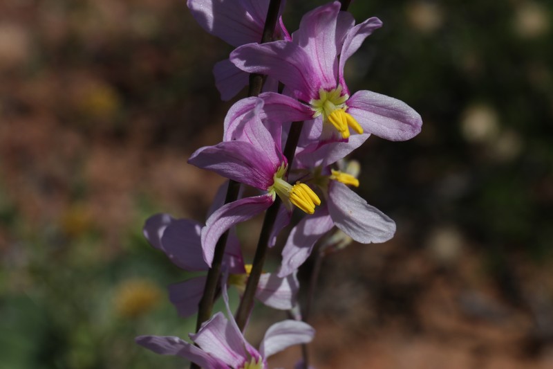 Ixia scillaris subsp. lata photo 4