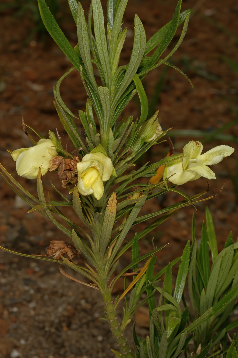 Ixianthes retzioides