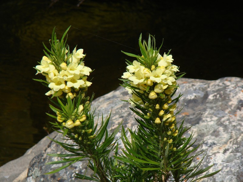 Ixianthes retzioides photo 3