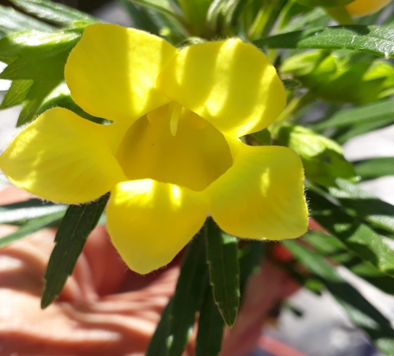 Ixianthes retzioides photo 4