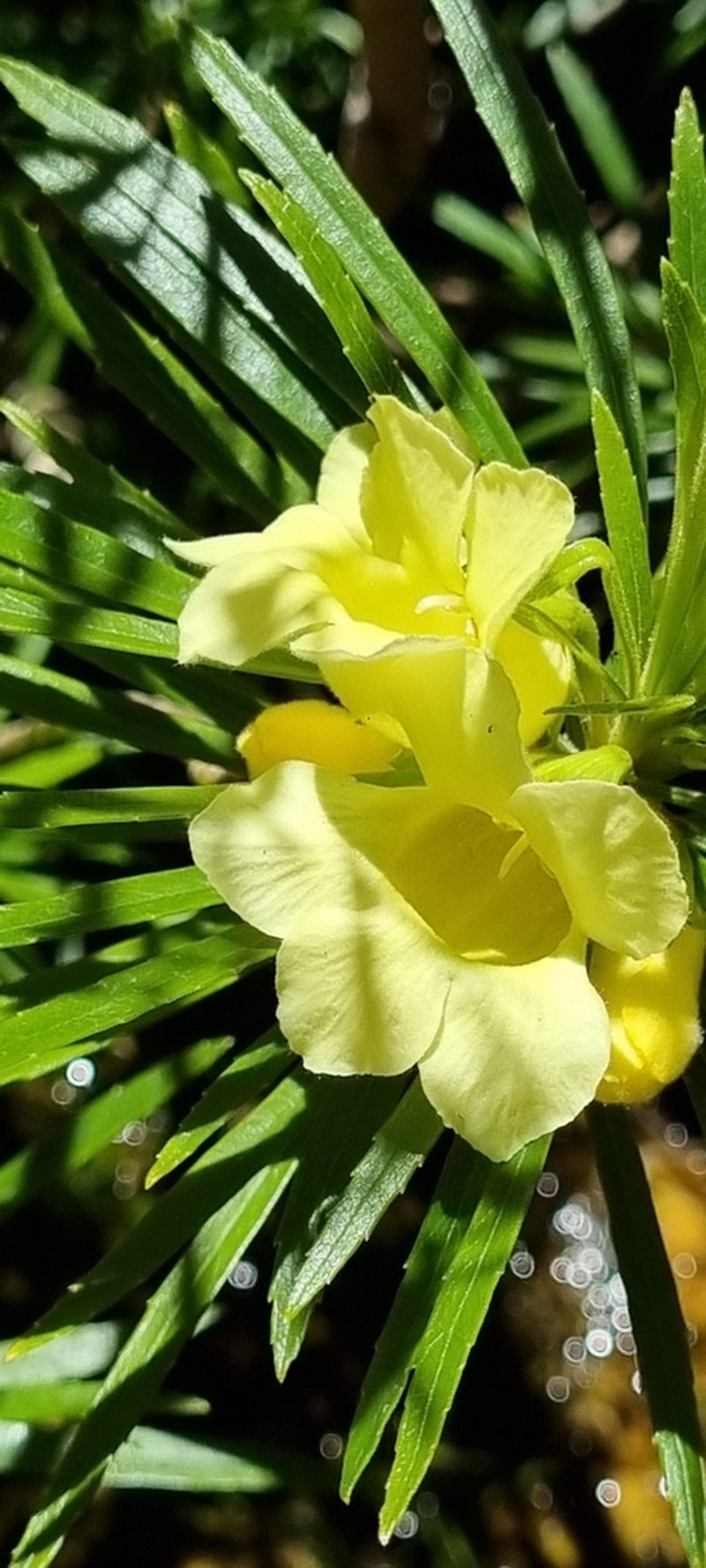 Ixianthes retzioides photo 5