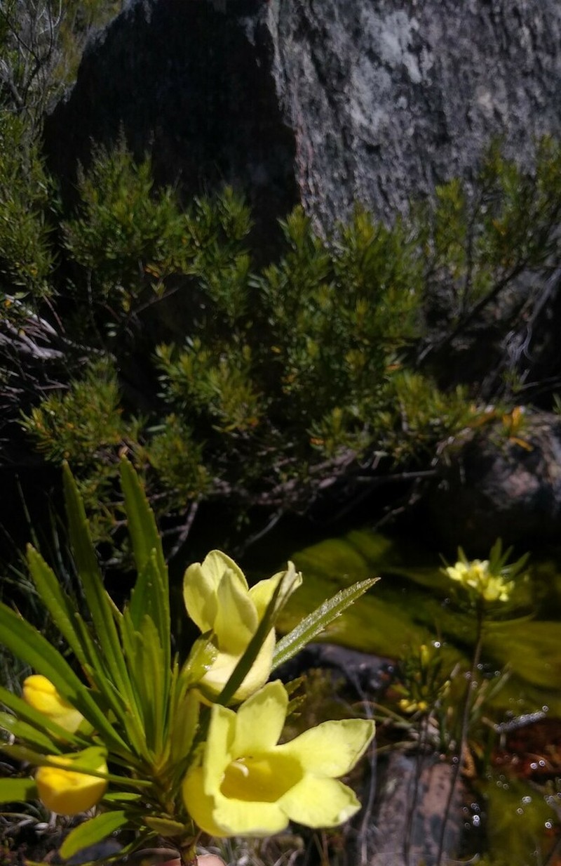 Ixianthes retzioides photo 7