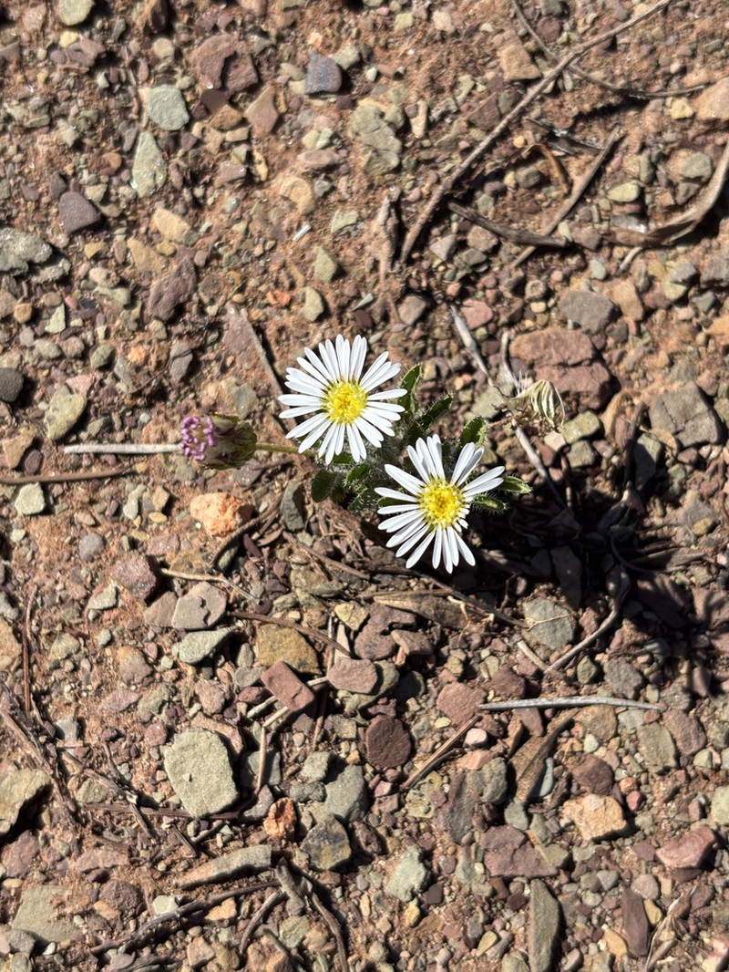 Ixiochlamys cuneifolia