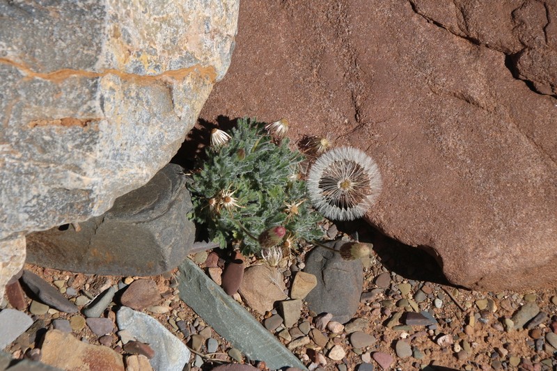 Ixiochlamys cuneifolia photo 2