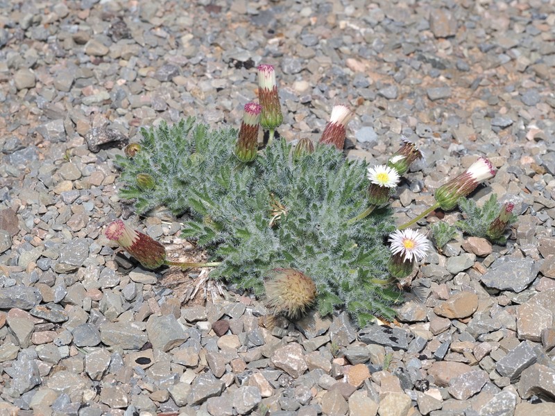 Ixiochlamys cuneifolia photo 3