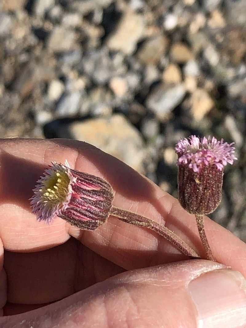 Ixiochlamys cuneifolia photo 4
