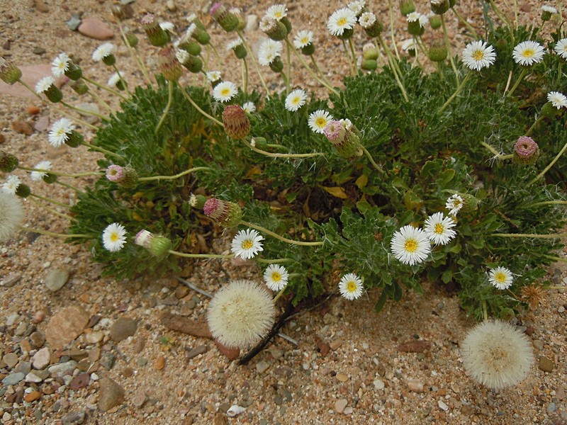 Ixiochlamys cuneifolia photo 5