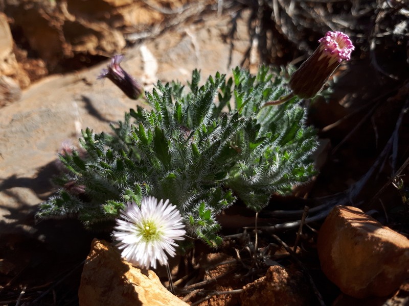 Ixiochlamys cuneifolia photo 6