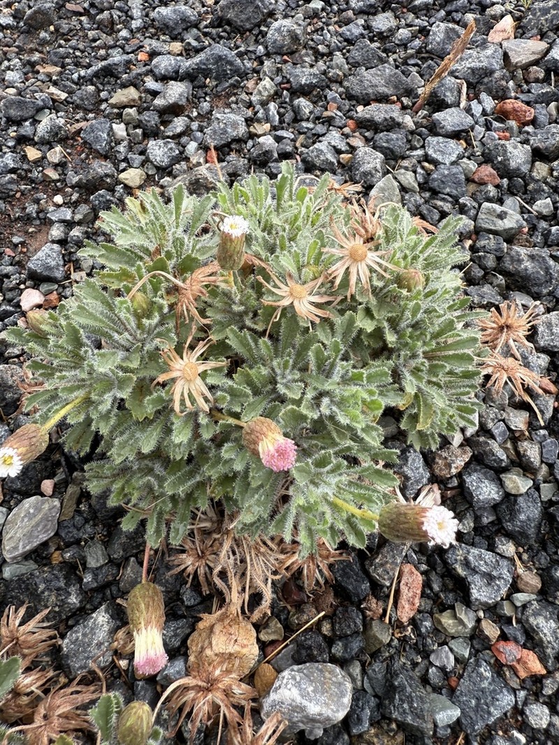 Ixiochlamys cuneifolia photo 7