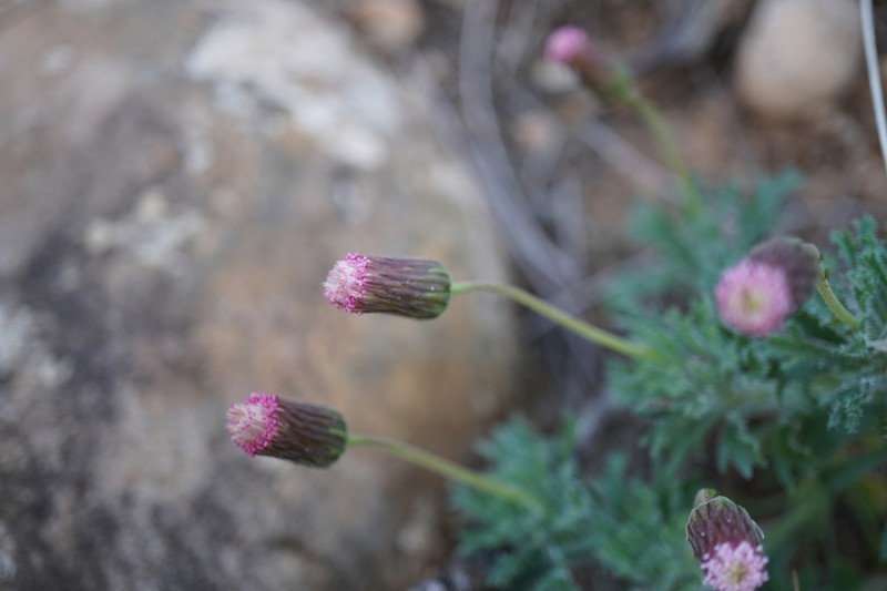 Ixiochlamys cuneifolia photo 8