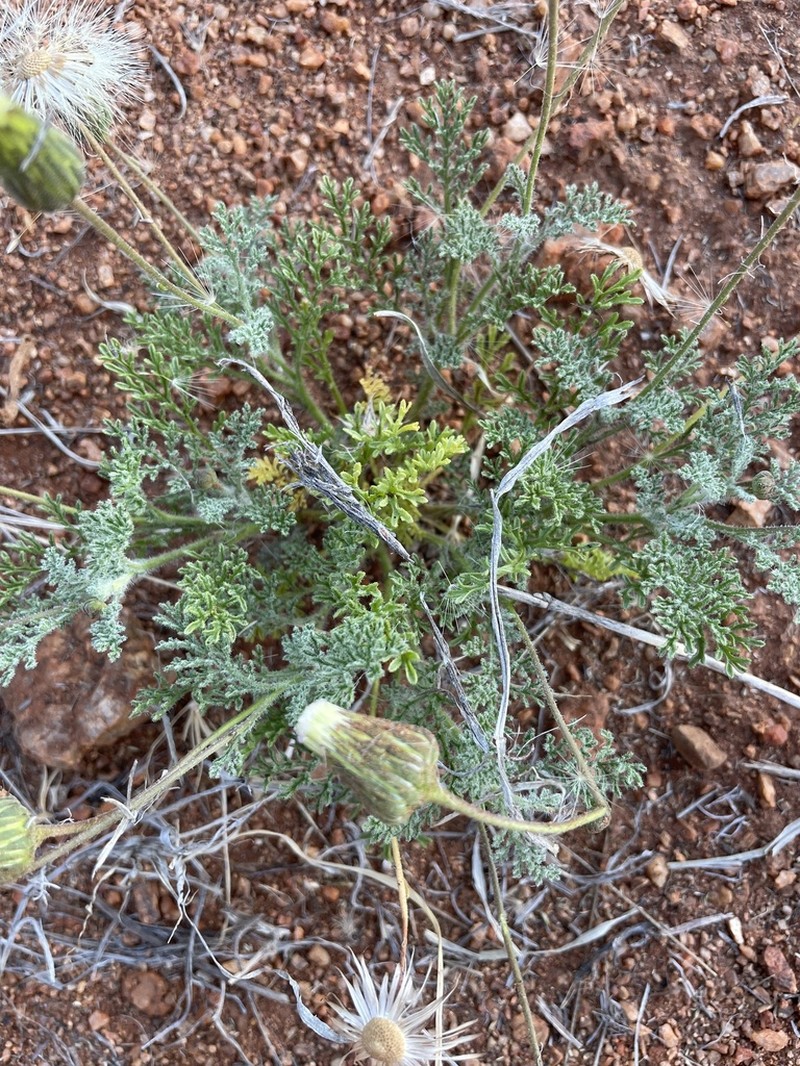 Ixiochlamys filicifolia