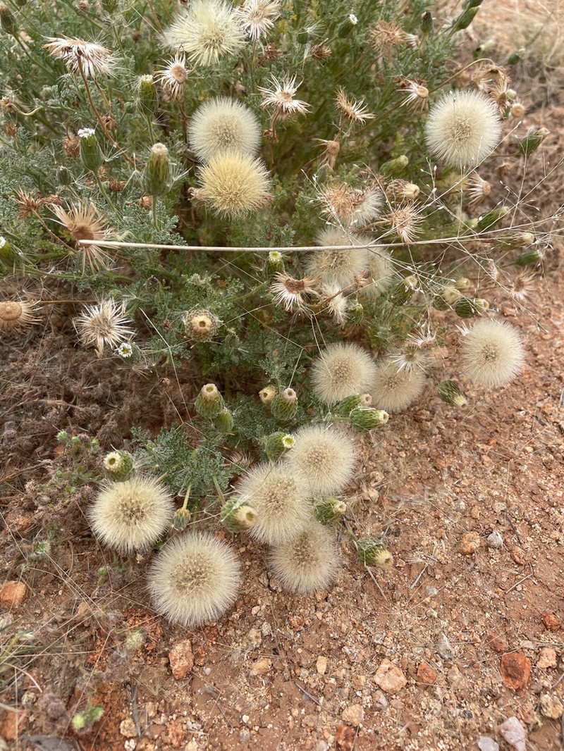 Ixiochlamys filicifolia photo 2