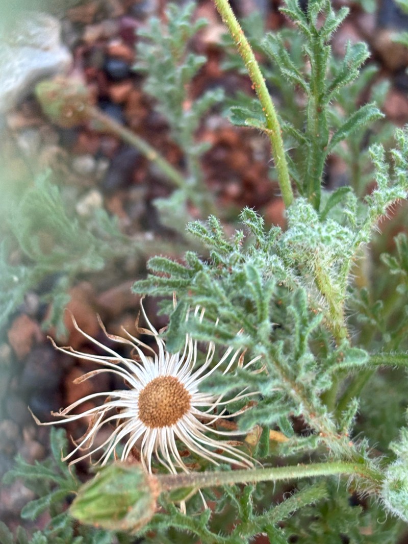 Ixiochlamys filicifolia photo 3