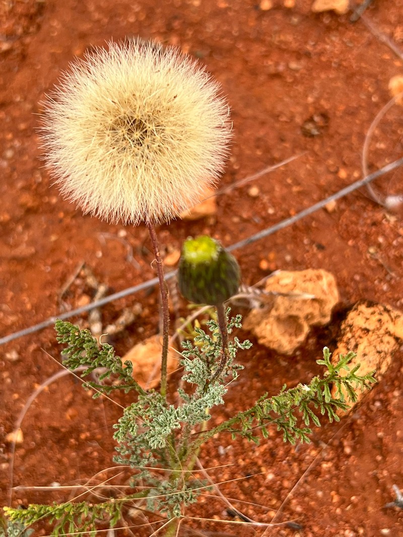 Ixiochlamys filicifolia photo 4