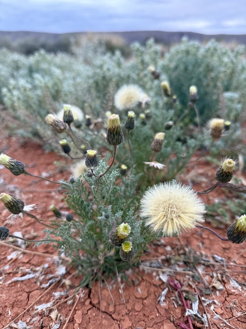 Ixiochlamys filicifolia photo 5
