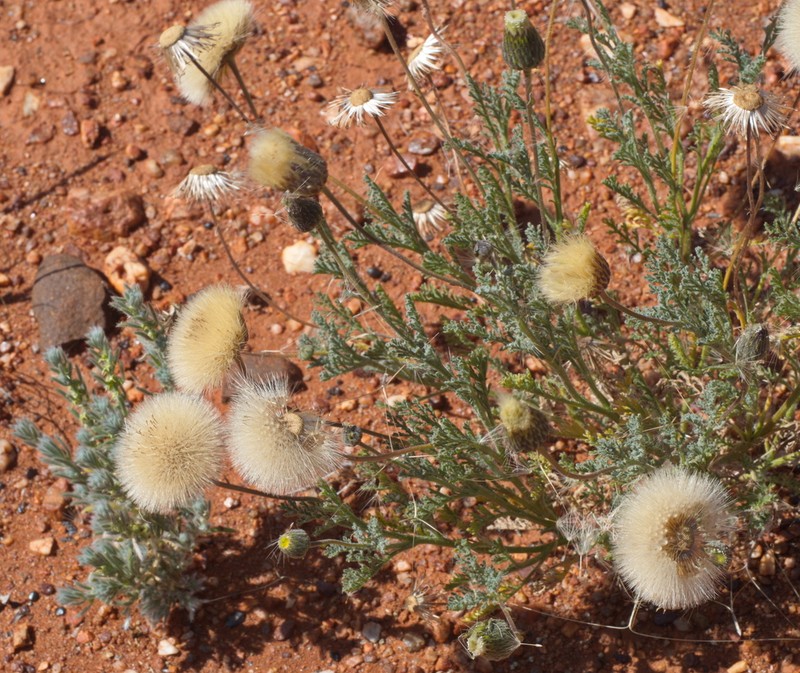 Ixiochlamys filicifolia photo 6