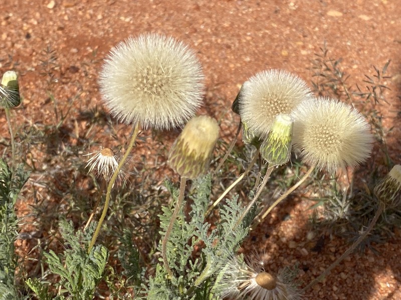 Ixiochlamys filicifolia photo 7
