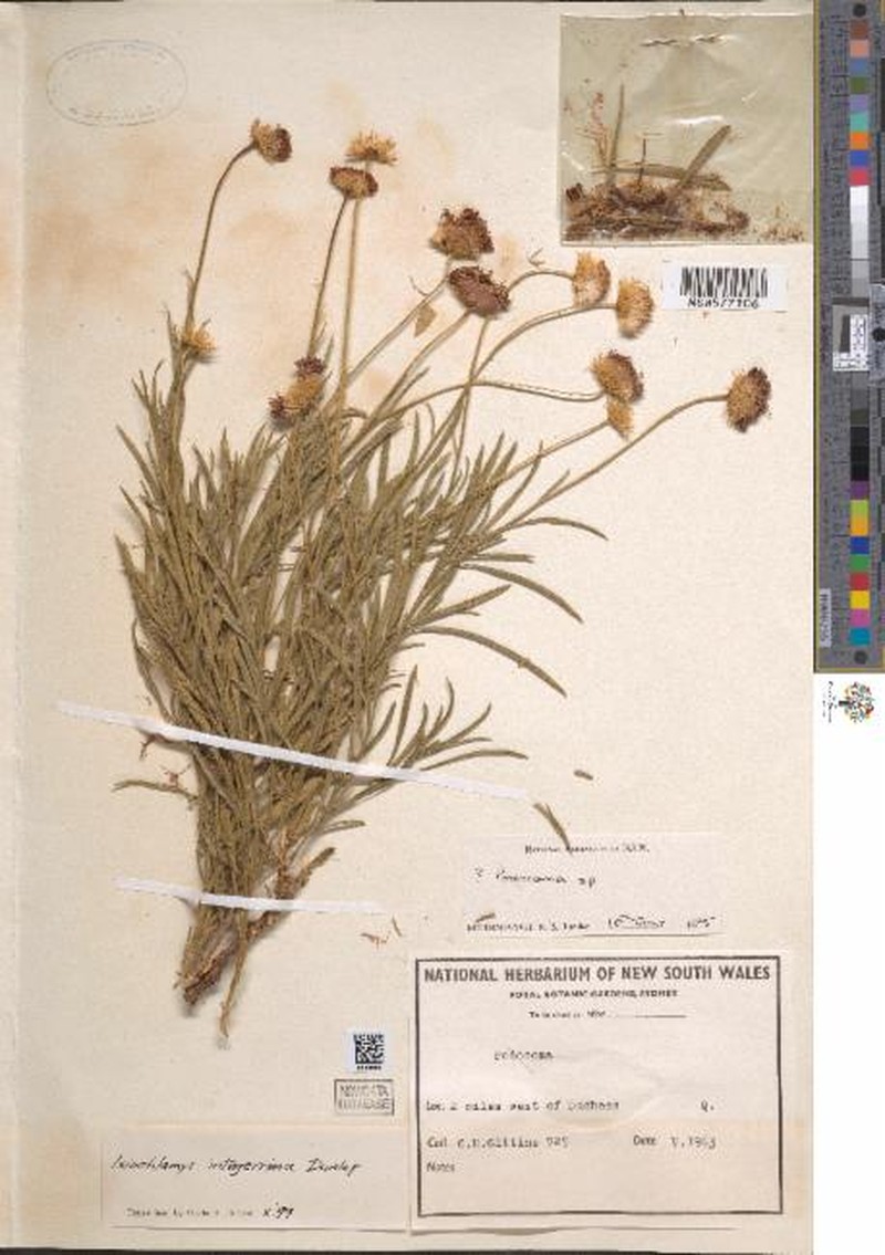 Ixiochlamys integerrima