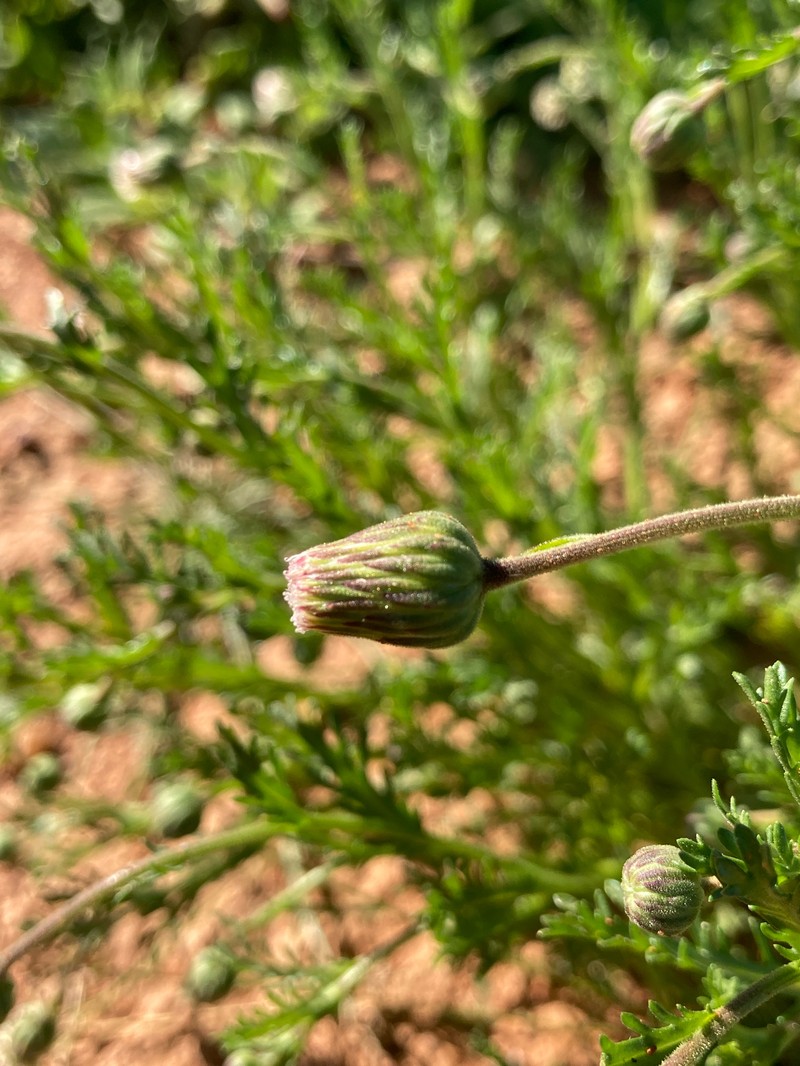 Ixiochlamys nana photo 3