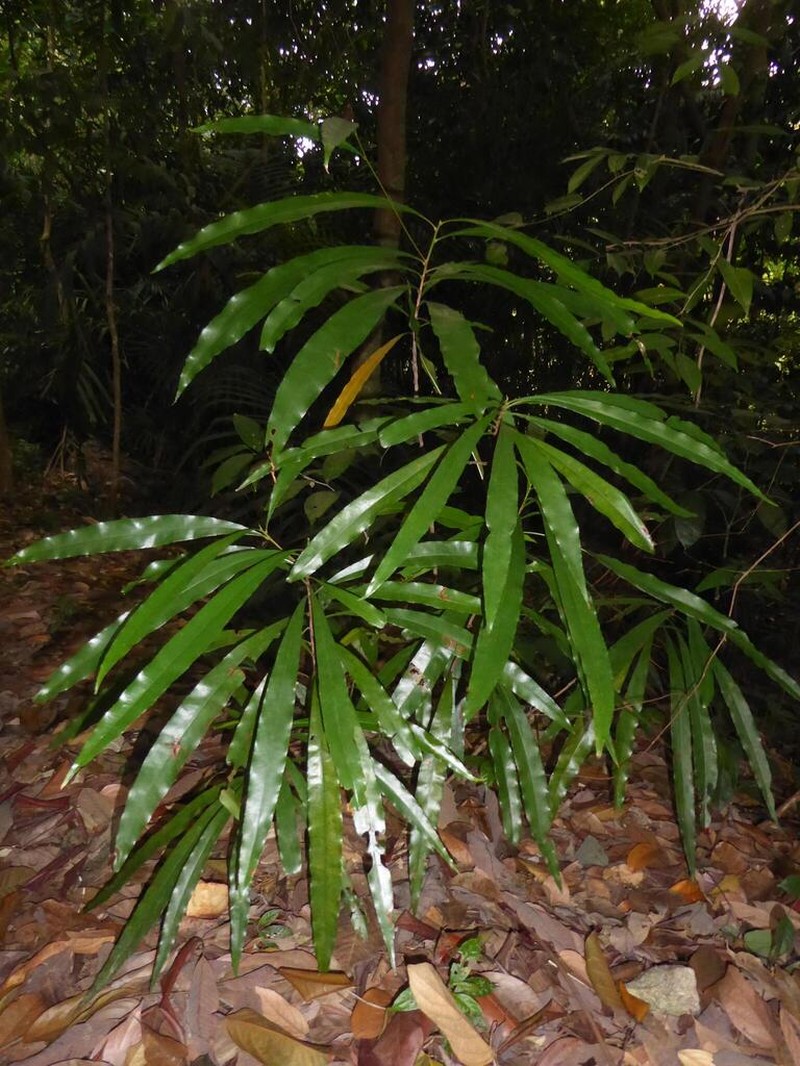 Ixonanthes icosandra