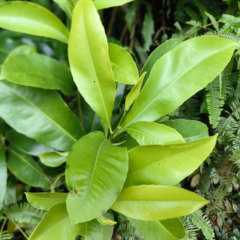 Ixonanthes icosandra photo 2
