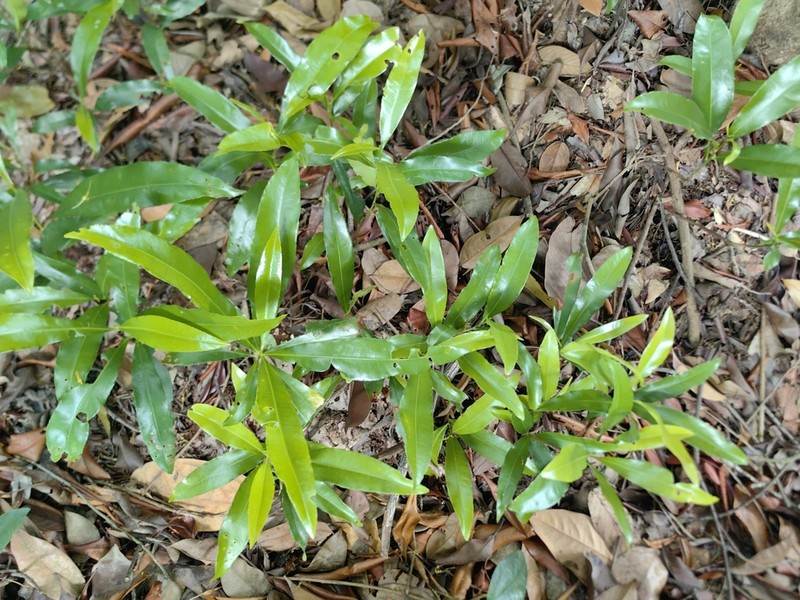 Ixonanthes icosandra photo 3