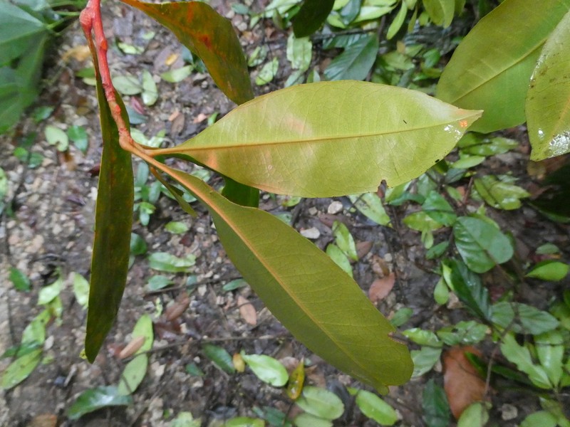 Ixonanthes icosandra photo 4