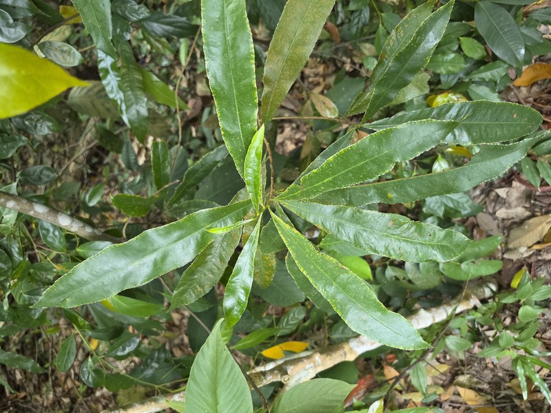 Ixonanthes icosandra photo 5