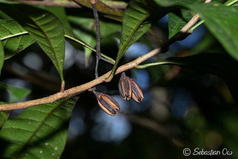 Ixonanthes petiolaris