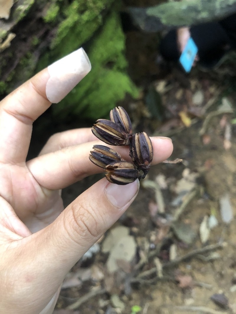 Ixonanthes petiolaris photo 2