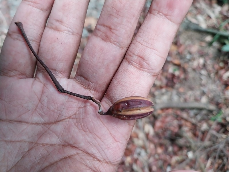 Ixonanthes petiolaris photo 3