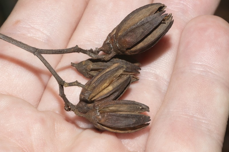 Ixonanthes petiolaris photo 4