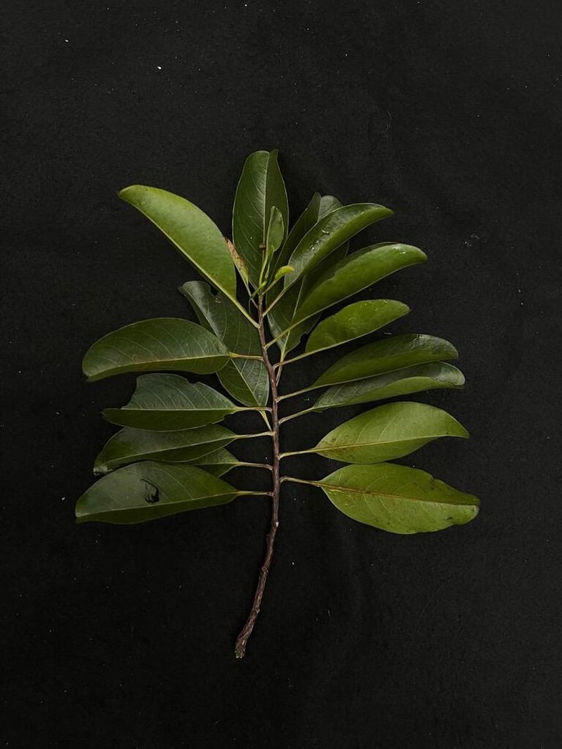 Ixonanthes petiolaris photo 6