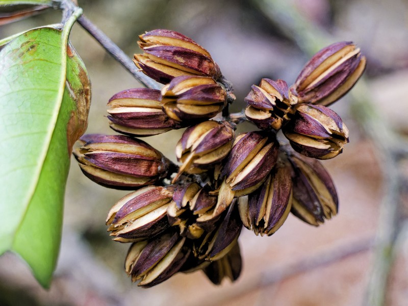 Ixonanthes petiolaris photo 7
