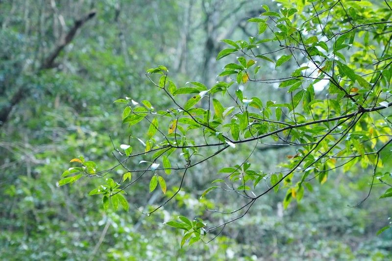 Ixonanthes reticulata