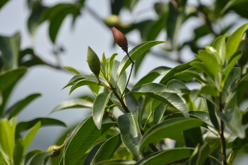 Ixonanthes reticulata photo 2