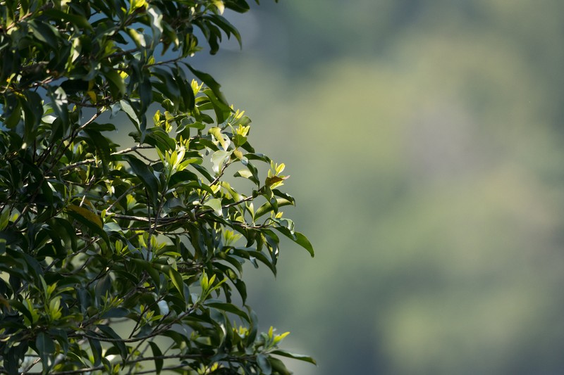 Ixonanthes reticulata photo 3