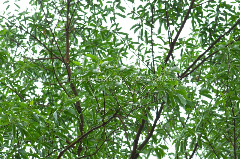 Ixonanthes reticulata photo 4
