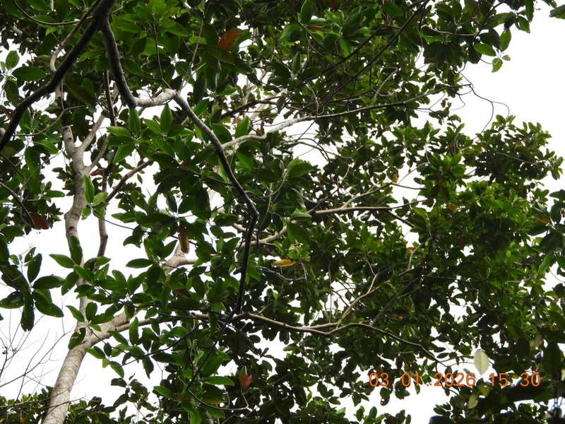 Ixonanthes reticulata photo 5