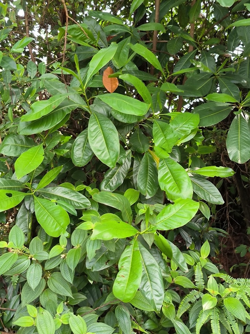 Ixonanthes reticulata photo 6