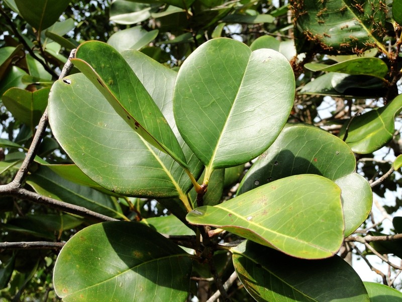Ixonanthes reticulata photo 7