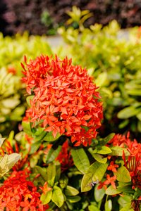 Iora chinensis