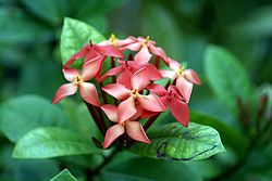 Scarlet Jungleflame