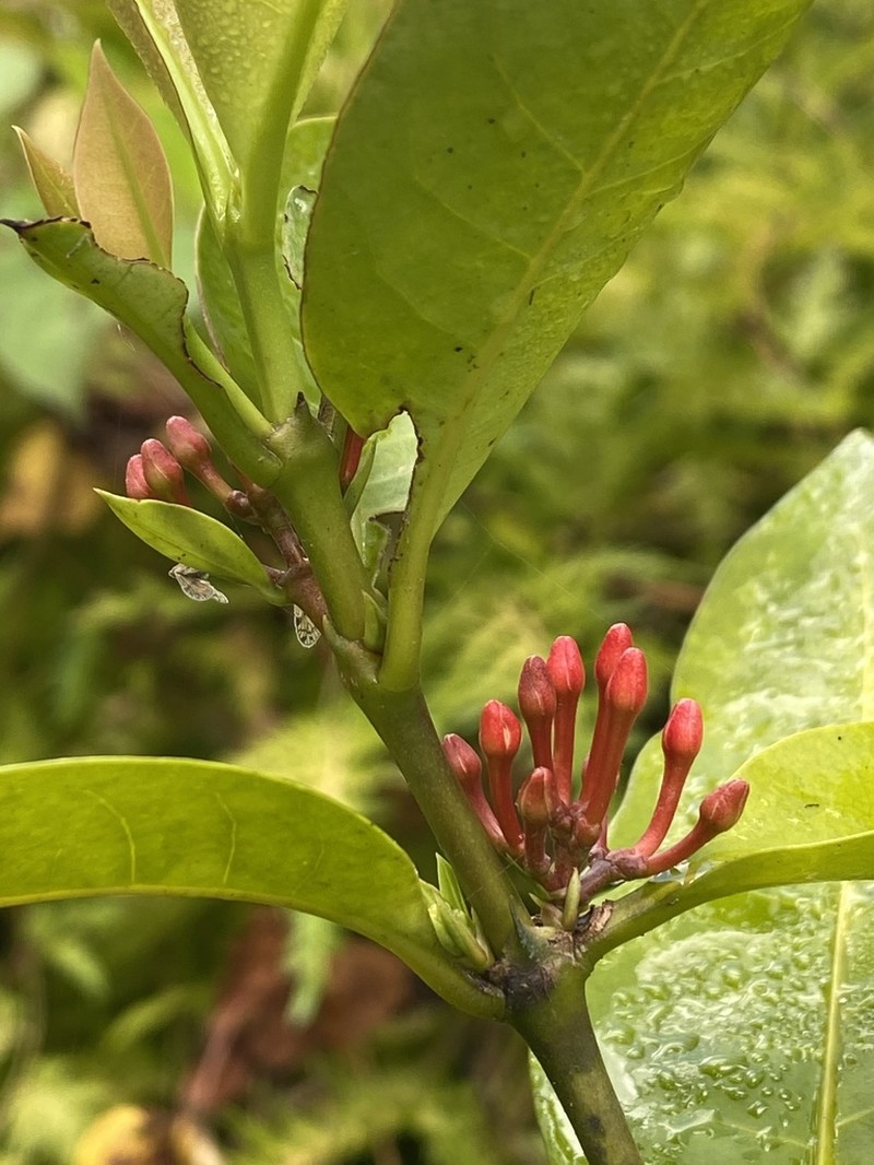 Palo De Hierro photo 4