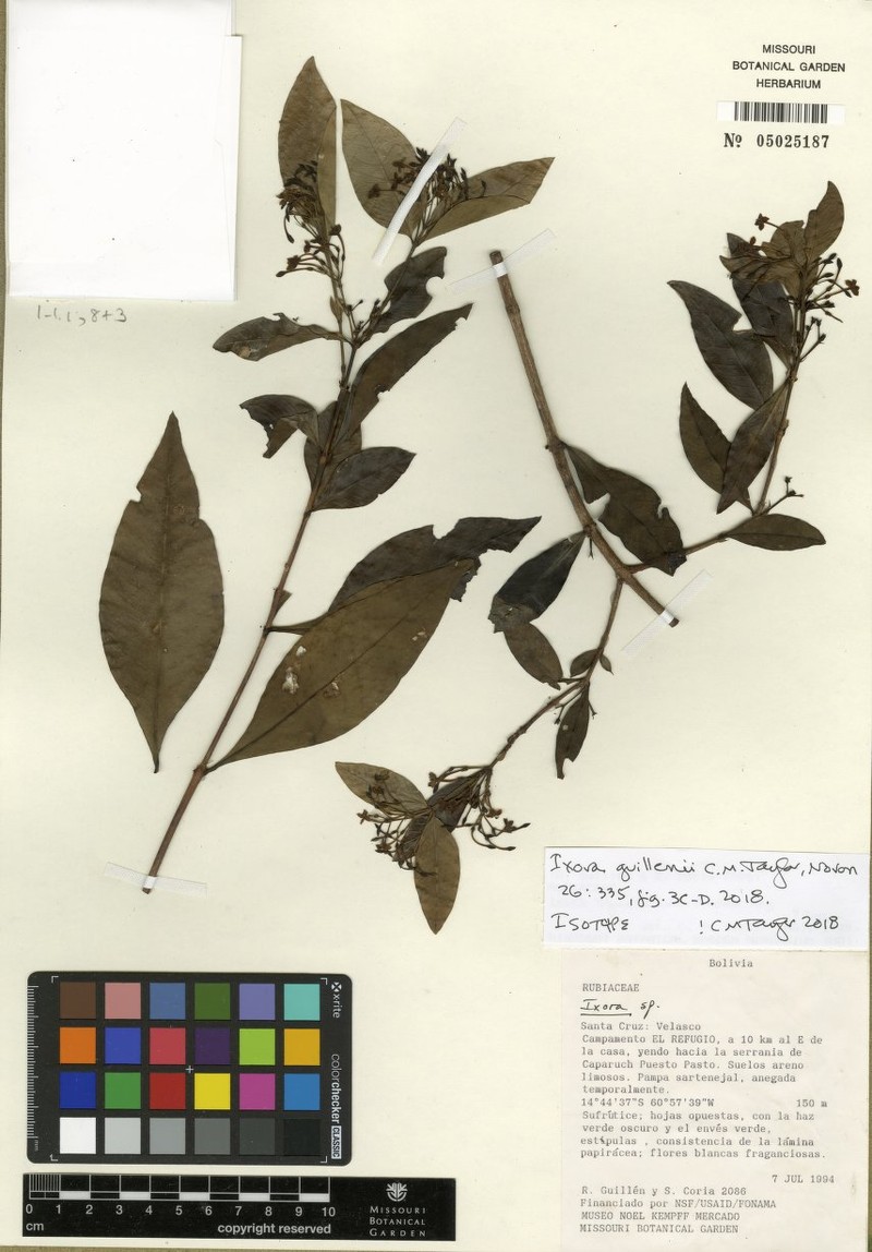 Ixora guillenii