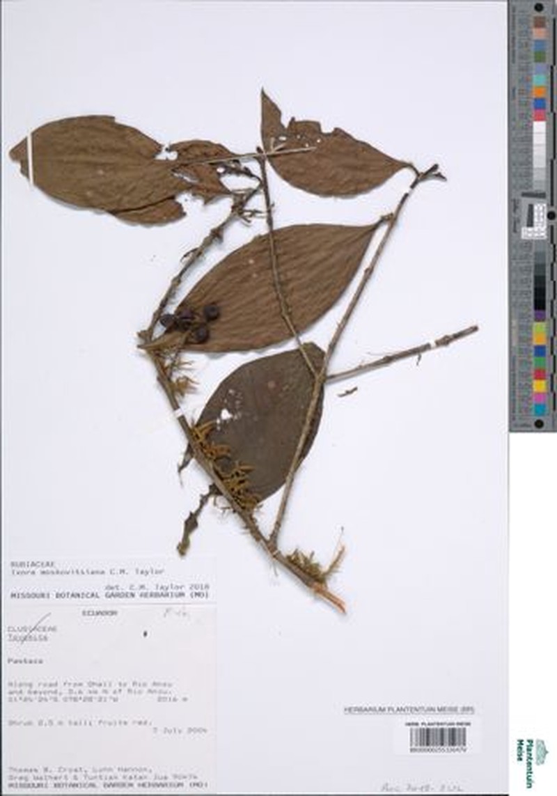 Ixora moskovitsiana