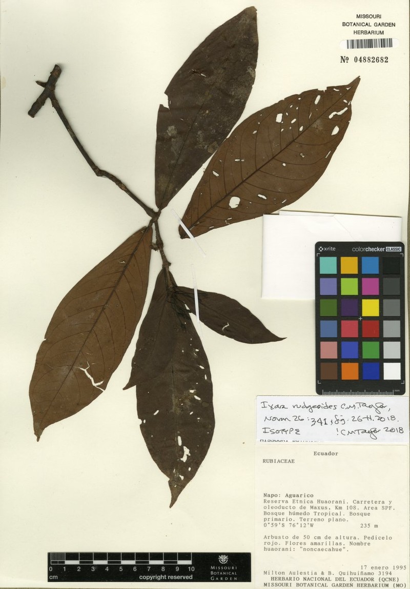 Ixora rudgeoides