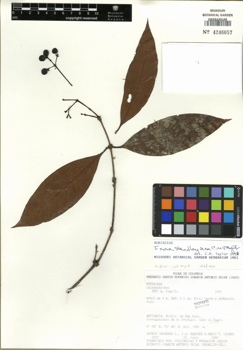Ixora standleyana