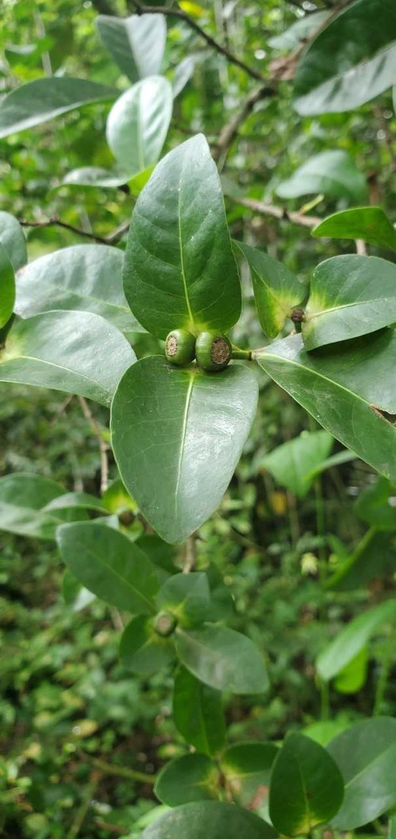 Iora triantha